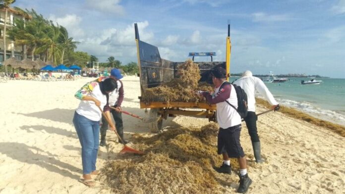 Gobierno de Estefanía Mercado atiende recale atípico de sargazo en playas provocado por surada