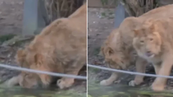 Así reaccionan leones al conocer el hielo por primera vez en Londres, Reino Unido