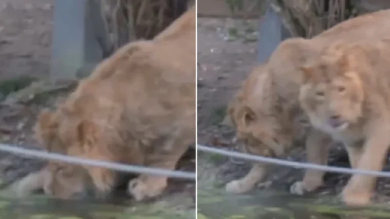 Así reaccionan leones al conocer el hielo por primera vez en Londres, Reino Unido