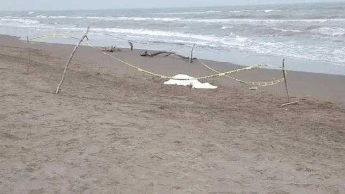 Adolescentes mueren ahogados en una playa en Veracruz