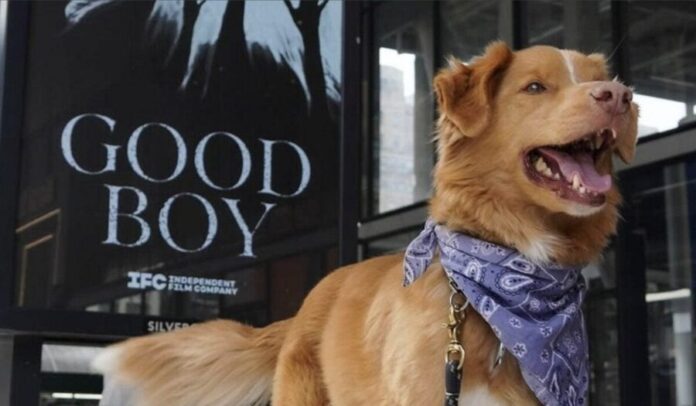 Indy se convierte en el primer perro en obtener un galardón exclusivo para humanos en los Premios Astra 2026 por “Good Boy”