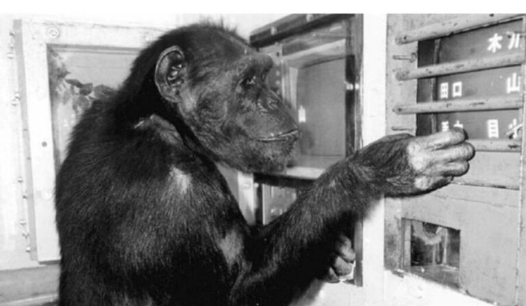Fallece a los 49 años Ai, la chimpancé genio que leía el abecedario chino