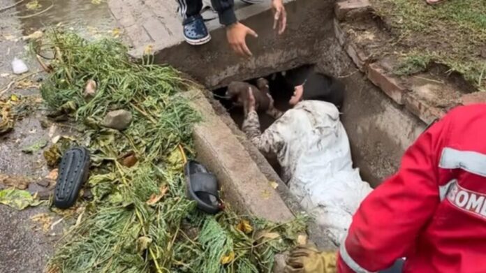 Mujer se mete a un drenaje para salvar una perrita y sus cachorros en Argentina