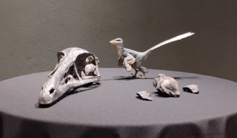 Descubren fósil de una nueva especie de dinosaurio en Coahuila vivió hace 74 millones de años