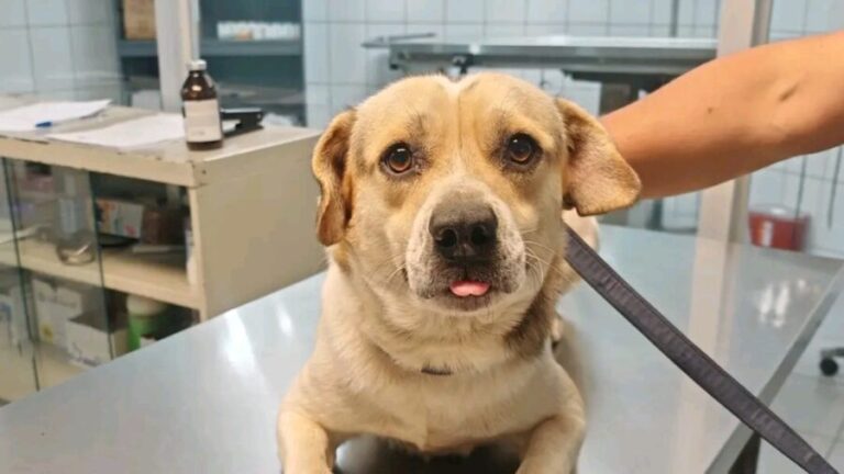 Rescatan a perrito que cayó a una alcantarilla en Lerdo, Durango