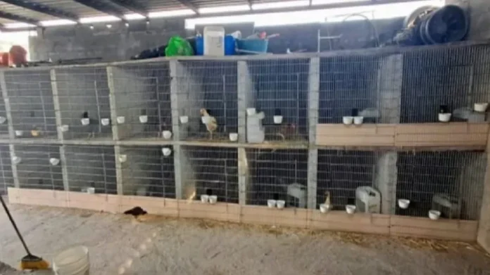 Rescatan 27 gallos utilizados para peleas clandestinas en Monterrey, Nuevo León