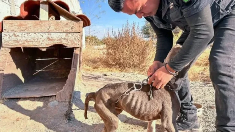 Rescatan a perrito víctima de maltrato y abandono Querétaro