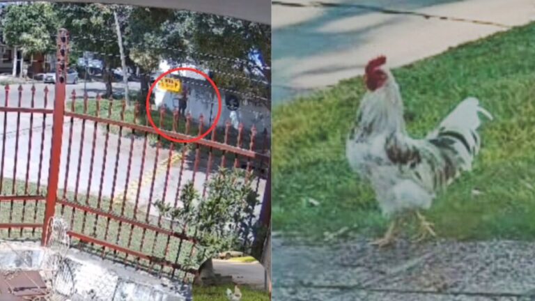 Video: Hombre intentar matar a tiros a un gallo en Argentina porque su canto le molestaba