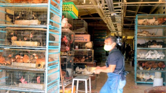 Denuncian comerciantes que cierre del Mercado de Sonora fomentará la venta clandestina de animales en CDMX