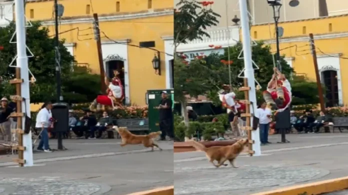 Perrito persigue a volador de Papantla durante espectáculo en Tequila, Jalisco