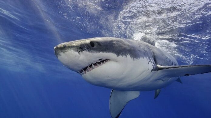 Muere niño de 12 años tras ser atacado por un tiburón en Australia