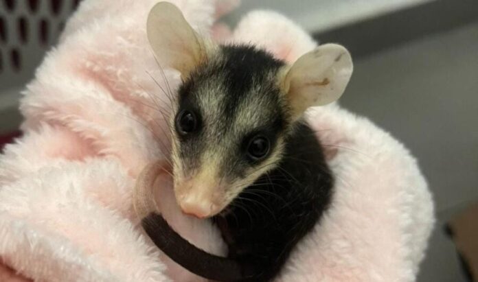 Llaman activistas de Puerto Morelos a respetar al tlacuache, especie incomprendida. Es estigmatizada por mitos y víctimas de violencia humana