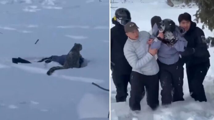 Video: Ataca leopardo de las nieves a esquiador que intentó fotografiarlo en China