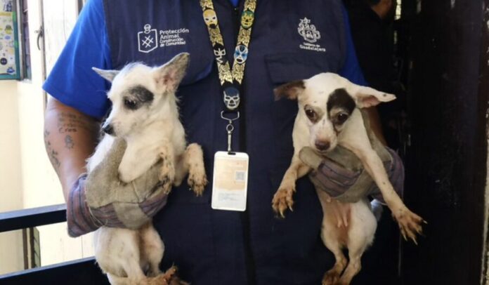 Rescatan 52 perritos que vivían hacinados en un departamento de Guadalajara, Jalisco