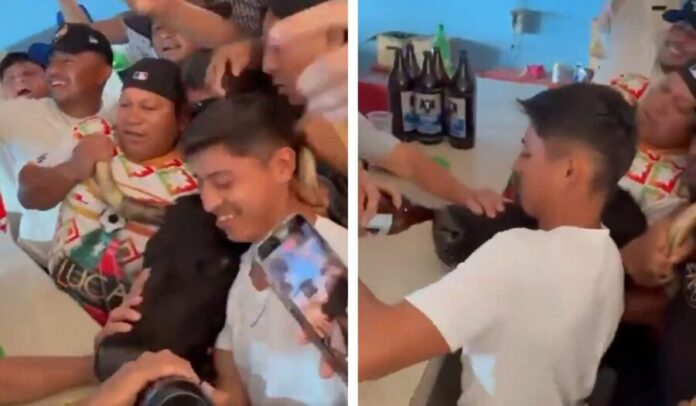 Video: Maltrato animal desata indignación: toro es obligado a beber cerveza en cantina de Temax, Yucatán