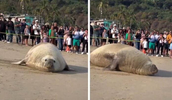 Video Inesperada visita de un elefante marino causa asombro en playas de Compostela, Nayarit