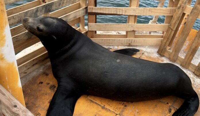 Tras la intervención de la Procuraduría Federal de Protección al Ambiente (Profepa), en coordinación con el sector naval y especialistas veterinarios, un lobo marino que había sido rescatado en las playas de Topolobampo, Sinaloa, falleció pese a los esfuerzos por salvarle la vida. De acuerdo con información difundida por la Profepa a través de sus redes sociales, el ejemplar perdió la vida antes de llegar a su destino final, donde recibiría atención especializada. La dependencia federal confirmó horas después que el animal no resistió el traslado y sufrió un paro cardíaco, a pesar de que el equipo veterinario intentó reanimarlo tras haberle atendido inicialmente una herida. “Informamos que el ejemplar de lobo marino rescatado este día no resistió el traslado; sufrió un paro cardíaco y pese a los intentos de reanimarlo, no sobrevivió. Se llevará a cabo una necropsia y posteriormente se le dará sepultura”, señaló la dependencia en un comunicado oficial. Durante los últimos días, personal de la Profepa en Sinaloa, con apoyo del sector naval, el síndico municipal y veterinarios, trabajó de manera coordinada para liberar al animal, que se encontraba atrapado con una malla alrededor del cuello. Este objeto le había provocado una herida grave, por lo que fue necesario brindarle atención médica inmediata en la misma playa. Según el informe oficial, los especialistas lograron estabilizar al lobo marino y curar la lesión provocada por la malla. Sin embargo, reconocieron que su estado de salud seguía siendo delicado, por lo que se decidió su traslado a un centro especializado para continuar con el tratamiento. El plan contemplaba llevar al ejemplar a las instalaciones del Centro Interdisciplinario de Investigación para el Desarrollo Integral Regional del Instituto Politécnico Nacional (CIDIIR/IPN), ubicado en Guasave, donde recibiría tratamiento avanzado con el objetivo de lograr su recuperación. No obstante, la condición crítica del animal se agravó durante el trayecto y no logró llegar con vida. Ante este tipo de situaciones, las autoridades reiteraron una serie de recomendaciones para la población en caso de encontrar un mamífero marino en playas o zonas costeras. Entre ellas, destacan mantener la distancia y no acercarse ni intentar tocar al animal, así como no alimentarlo ni tratar de regresarlo al mar, ya que estas acciones pueden poner en riesgo tanto al ejemplar como a las personas. Asimismo, se pide registrar la ubicación exacta del sitio donde se localiza al animal y observar detalles sobre su condición, como la presencia de heridas, enredos o posibles signos de enfermedad. La Profepa también recomienda contactar a las autoridades correspondientes de inmediato y, si es posible, tomar fotografías a distancia para facilitar la identificación y evaluación del caso por parte de los especialistas. La dependencia subrayó la importancia de la colaboración ciudadana para proteger la fauna marina y atender de forma oportuna situaciones que puedan comprometer la vida de estos animales.