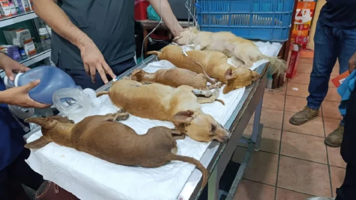 Envenenan a seis perritos en una vivienda en Oaxaca