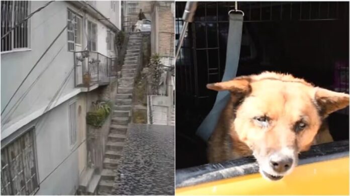 Perrito es arrojado por escaleras de 10 metros en Naucalpan, Edomex