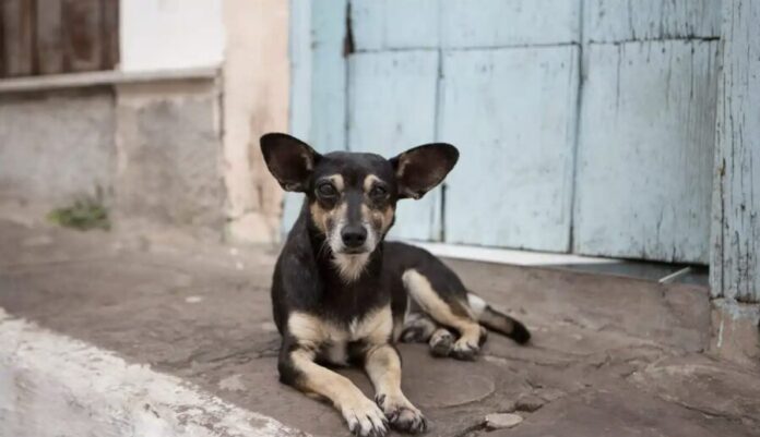 Incrementan casos de gusano barrenador en perros callejeros, van dos mil casos en México 
