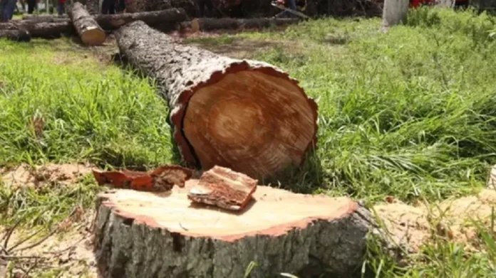 Muere hombre al ser aplastado por un árbol en Durango