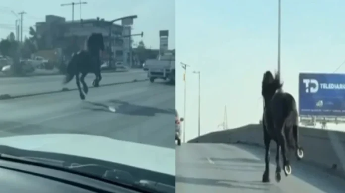 Caballo escapa y corre por una avenida en Monterrey, Nuevo León