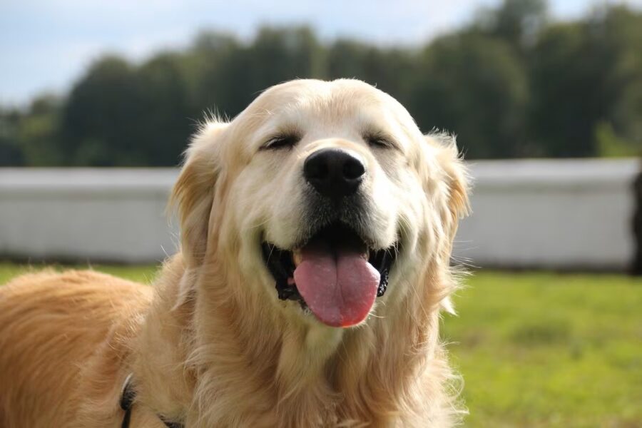 Video: Captan a menor ahorcando a un perro en CDMX