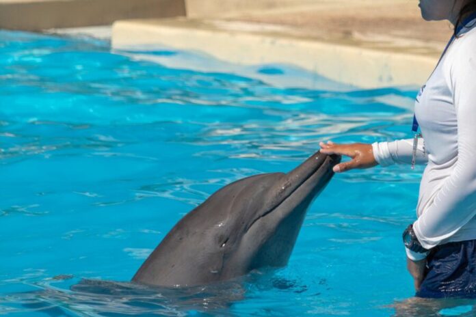 Llega CODAM a Quintana Roo para fortalecer la defensa animal en el Caribe Mexicano