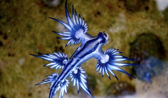 Aparece el “dragón azul” en playas de Manzanillo, Colima; advierten que es altamente tóxico