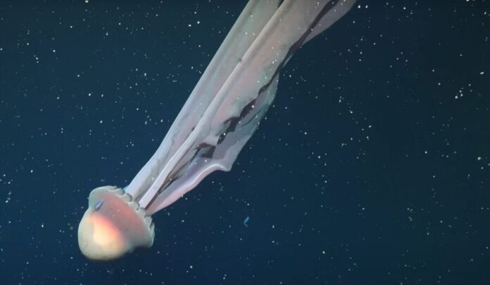 Video descubren medusa gigante del tamaño de un camión de transporte en Argentina