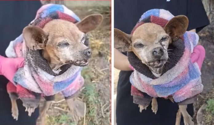 Video Fallece perro Chihuahua de la tercera edad abandonado en Edomex