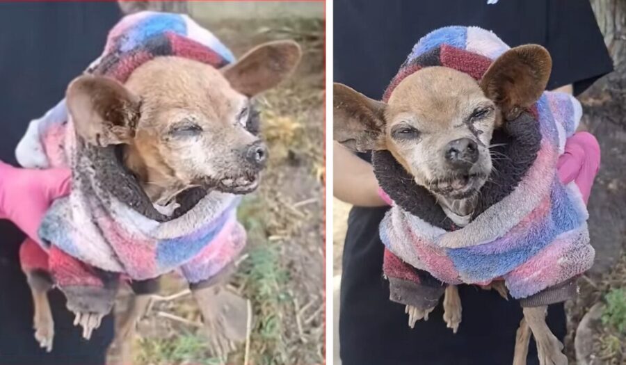 Video: Fallece perro Chihuahua de la tercera edad abandonado en Edomex