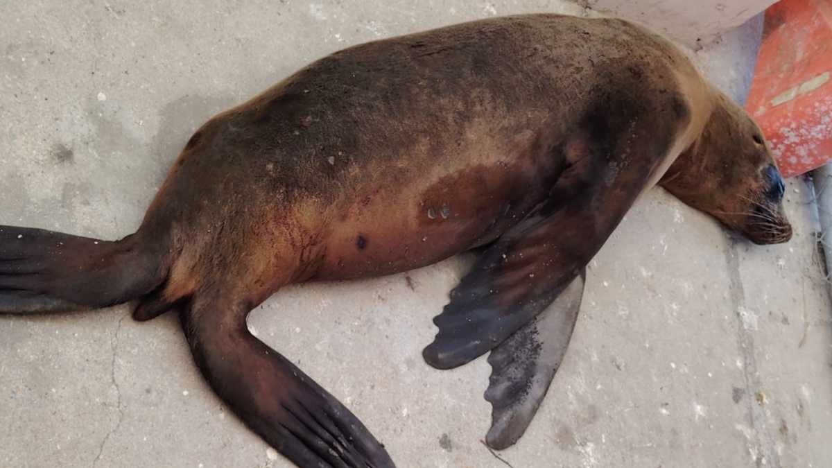 Rescatan a lobo marino con complicaciones de salud en Los Cabos, Baja California Sur