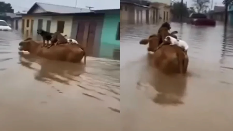 Video: Perritos se suben a una vaca para no ahogarse durante inundaciones en Colombia