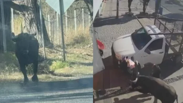 Toro escapa y lesiona a seis personas en Querétaro