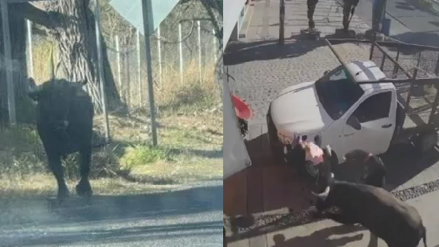 Video: Toro escapa y lesiona a seis personas en Querétaro