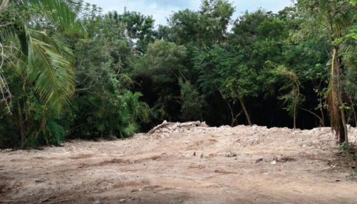 Exige Claudia Sheinbaum a Royal Caribbean que informe a Mahahual sobre 