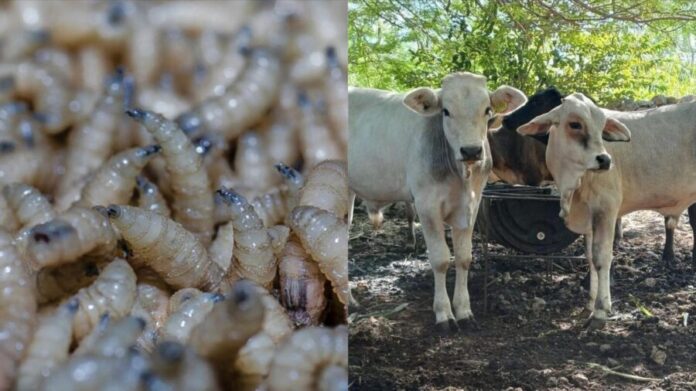 México importará 110 millones de larvas estériles para combatir el gusano barrenador