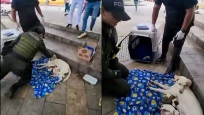 Mujer policía asiste a perrita que entró en labor de parto en plena calle en Colombia