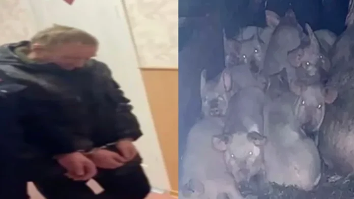 Sujeto es condenado a 23 años de cárcel por matar a una niña y arrojarla a cerdos en Rusia