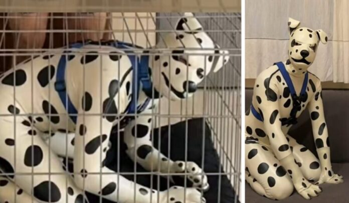 Video Dan en adopción a “therian” de 42 años porque su dueño ya no puede cuidarlo