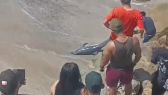 Video: Muere delfín tras ser manipulado por turistas en una playa de Ecuador