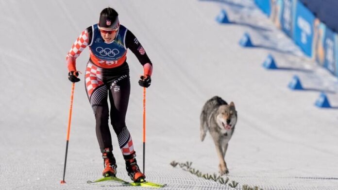 Perrito ingresa a pista de esquí en Juegos Olímpicos de Invierno de Milano Cortina