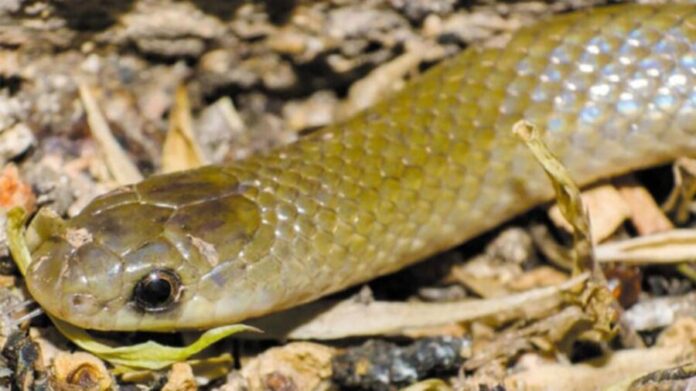 Descubren nueva especie de serpiente en Puebla