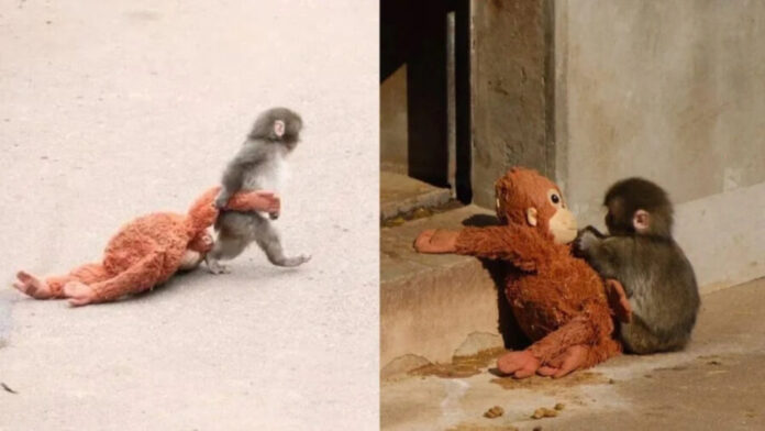 Conoce a Punch, un mono huérfano que se aferra a un peluche para sentirse protegido en Japón