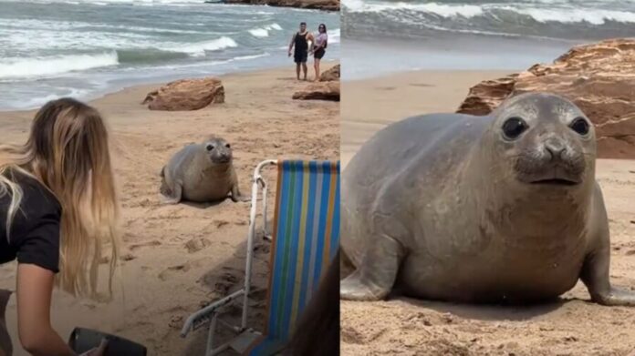 Video: Lobo marino sorprende a turistas y destruye su picnic en Mar del Plata, Argentina