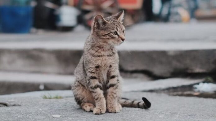 Sujeto mata a un gato con una segueta en Hermosillo, Sonora