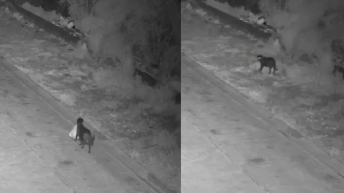 Hombre entrena a perrito para que arroje basura en calles de Italia