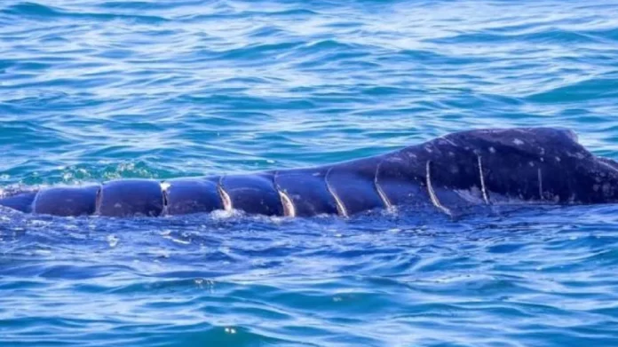 Ballena fallece tras ser arrollada por embarcación en Nayarit