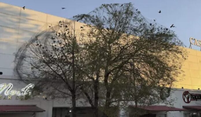 Video: Denuncian aves atrapadas en malla de árboles en plaza comercial de Durango